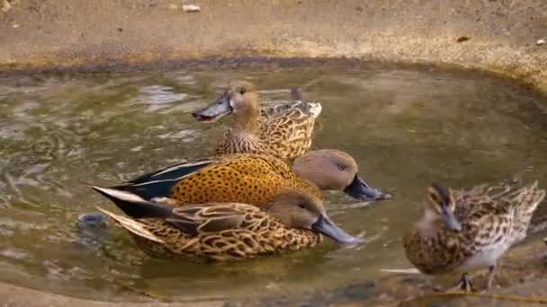 Close Três Patos Pequeno Banho Pássaro Splashig Redor — Vídeo de Stock