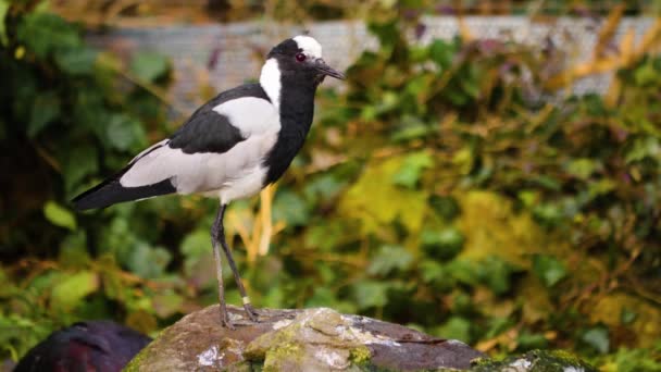 Close Van Vogel Rond Kijken — Stockvideo