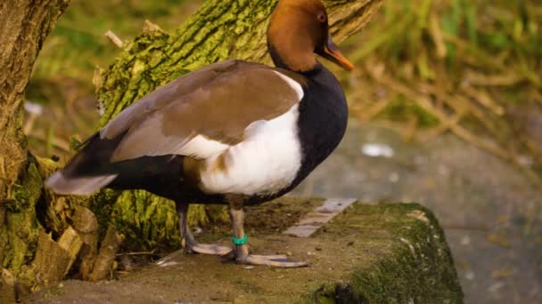 Gros Plan Oiseau Regardant Autour — Video