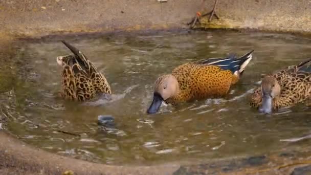 Acercamiento Tres Patos Una Pequeña Splashig Baño Aves Alrededor — Vídeos de Stock