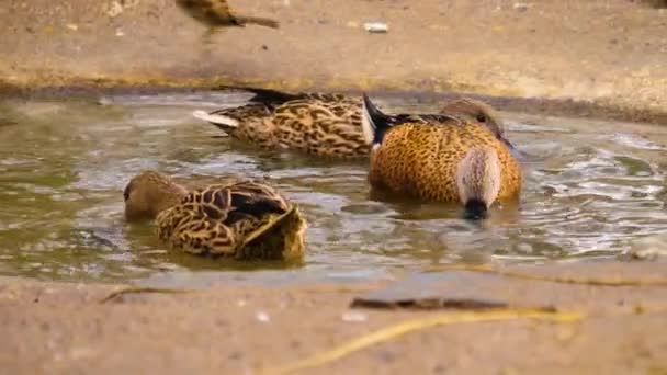 Nahaufnahme Eines Vogels Der Sich Umschaut — Stockvideo