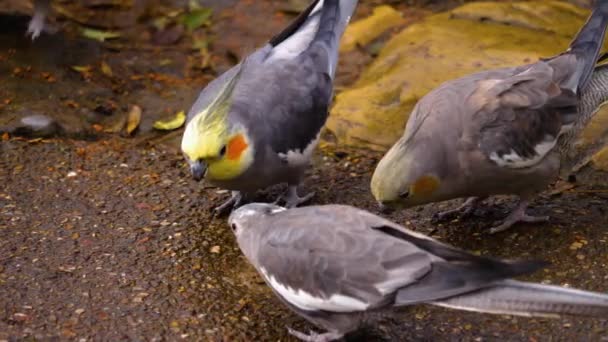 Zbliżenie Ptaków Rozglądających Się Dookoła — Wideo stockowe