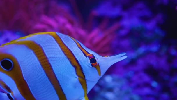 Close Fish Underwater Swimming — Stock Video