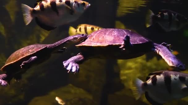 Primer Plano Tortugas Mirando Alrededor — Vídeos de Stock