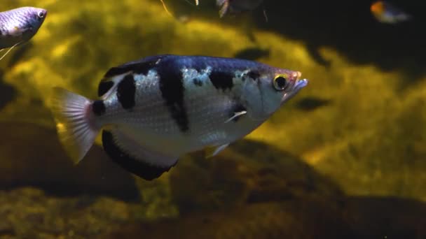 Primer Plano Los Peces Bajo Agua Nadando Alrededor — Vídeos de Stock