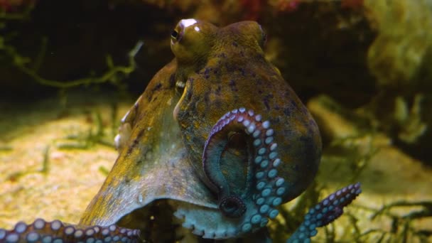 Close Octopus Body Head — Stock Video