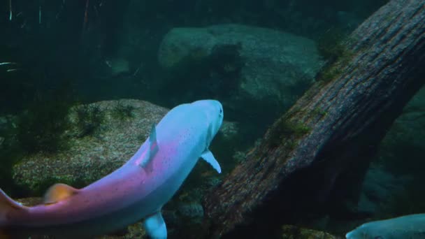 水中で泳ぐ魚の閉鎖 — ストック動画