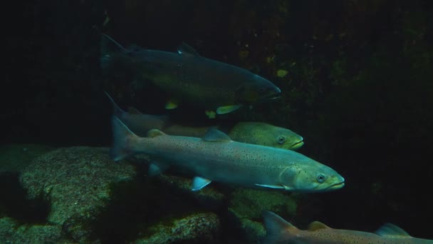 Close Fish Underwater Swimming — Stock Video