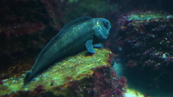 Close Fish Underwater Swimming — Video Stock