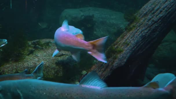 Zbliżenie Ryb Pod Wodą Pływających Wokół — Wideo stockowe