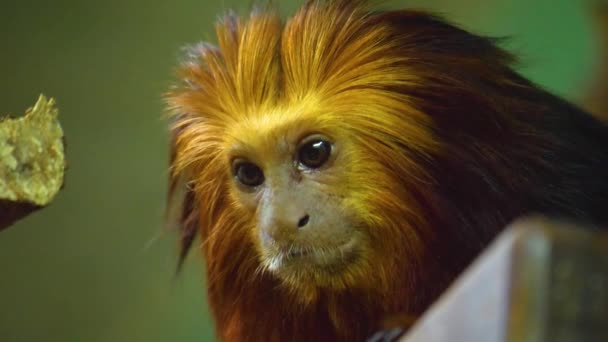 Close Lion Tamarin Monkey — Stockvideo