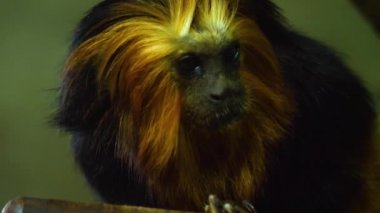 Aslan tamarin maymununa yaklaş.