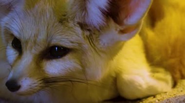 Fennec çöl tilkisine yaklaş.