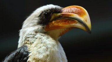 Toko kuşu Von der Deckens 'a yaklaş