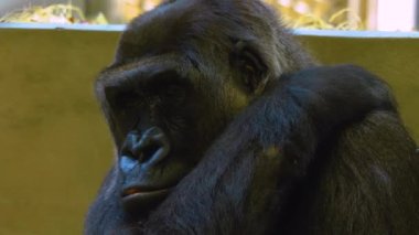 Etrafa bakınan maymunlara yaklaş