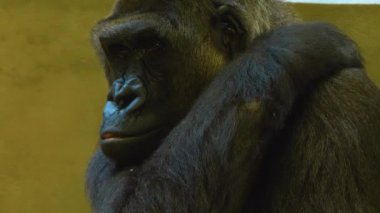 Etrafa bakınan maymunlara yaklaş