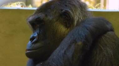 Etrafa bakınan maymunlara yaklaş