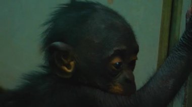 Etrafa bakınan maymunlara yaklaş