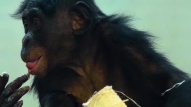 Etrafa bakınan maymunlara yaklaş