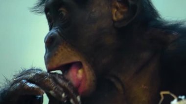 Etrafa bakınan maymunlara yaklaş