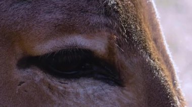 Close up of Somali wild ass donkey 