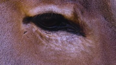 Close up of Somali wild ass donkey 