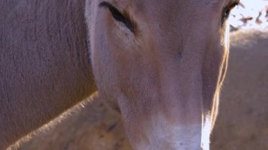 Close up of Somali wild ass donkey 