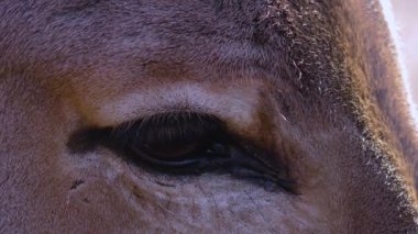 Close up of Somali wild ass donkey 