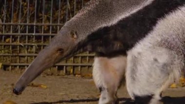 Karıncayiyen yürüyüşüne yakın.