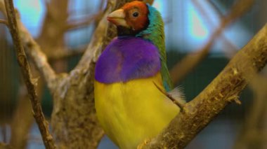 Etrafa bakınan kuşlara yaklaş.