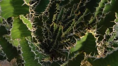  Güneşli bir günde kaktüsü tepsiyle kapat.