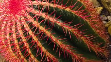 Güneşli bir günde kaktüsü tepsiyle kapat.