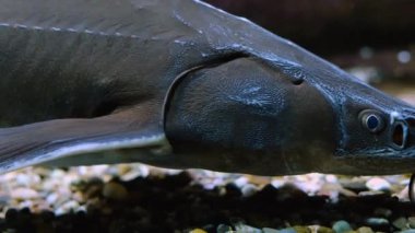 Suyun altında yüzen balıklara yakın.