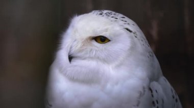 Etrafa bakınan kuşlara yaklaş.