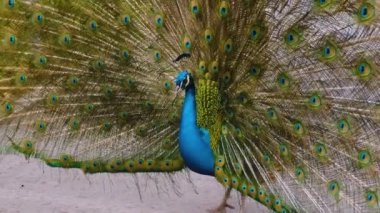 Erkek tavus kuşuna yaklaş