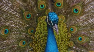 Etrafa bakınan kuşlara yaklaş.