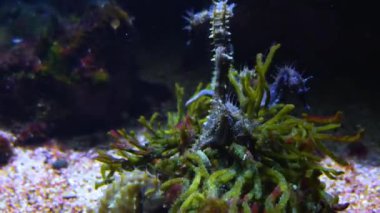 Deniz atlarını su altında kapatın.