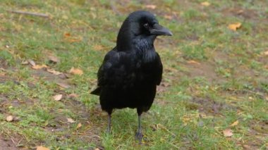 Etrafa bakınan kuşlara yaklaş.