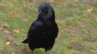 Etrafa bakınan kuşlara yaklaş.