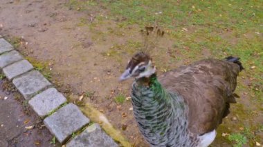 Erkek tavus kuşu kuyruk tüylerini sunar.. 