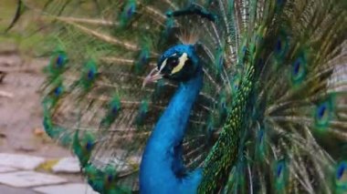 Erkek tavus kuşu kuyruk tüylerini sunar.. 