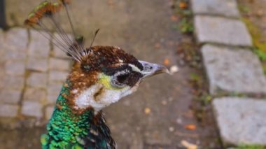 Erkek tavus kuşu kuyruk tüylerini sunar.. 