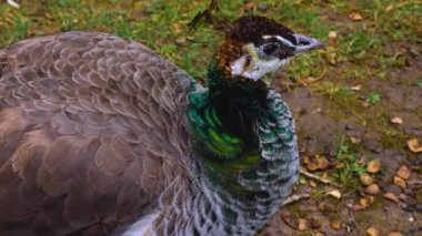 Erkek tavus kuşu kuyruk tüylerini sunar.. 