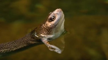 Etrafa bakan kaplumbağalara yaklaş.