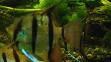 Suyun altında yüzen balıklara yakın.