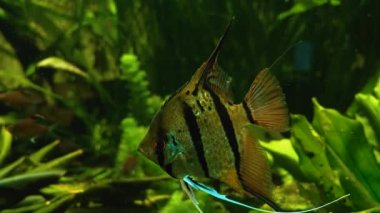 Suyun altında yüzen balıklara yakın.