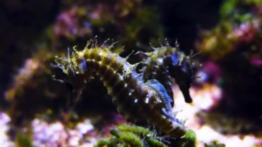 Deniz atlarını su altında kapatın.