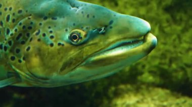 Suyun altında yüzen balıklara yakın.