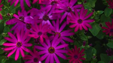 Çiçekleri kapatın. 