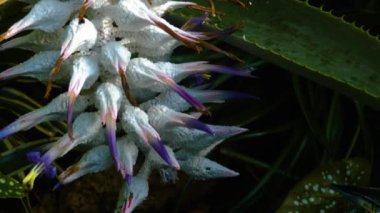 Çiçekleri kapatın. 